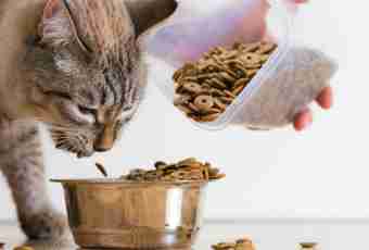 How to choose a dry feed for a cat