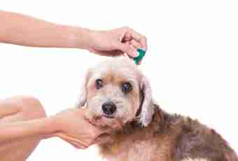 How to cure a dog of fleas