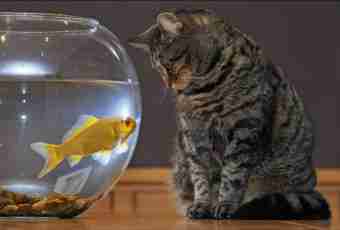 Why cats cannot give fish
