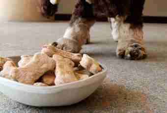 How to treat a fungus at dogs