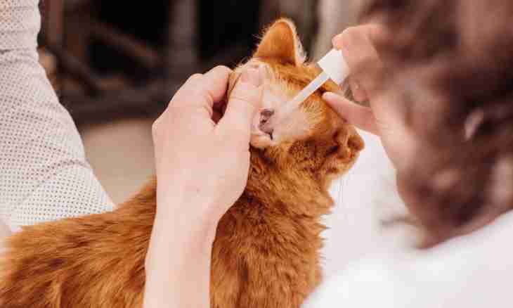 How to treat the wound to a cat