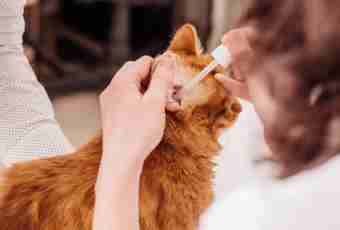 How to treat the wound to a cat