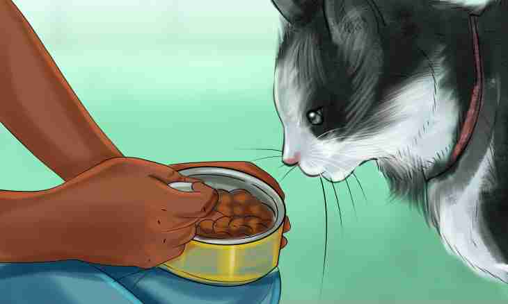 How to feed a cat