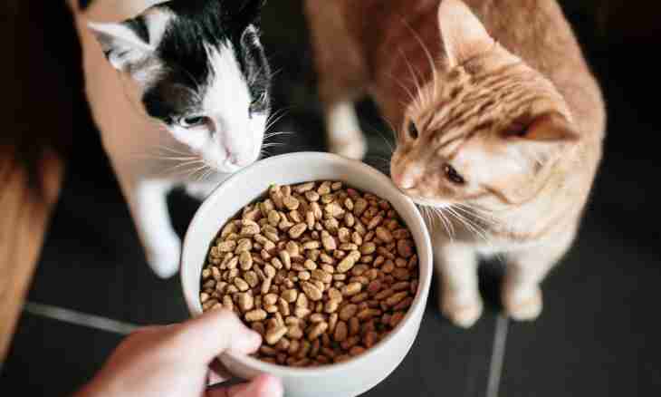 Whether it is possible to feed cats only with a dry feed