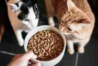 Whether it is possible to feed cats only with a dry feed