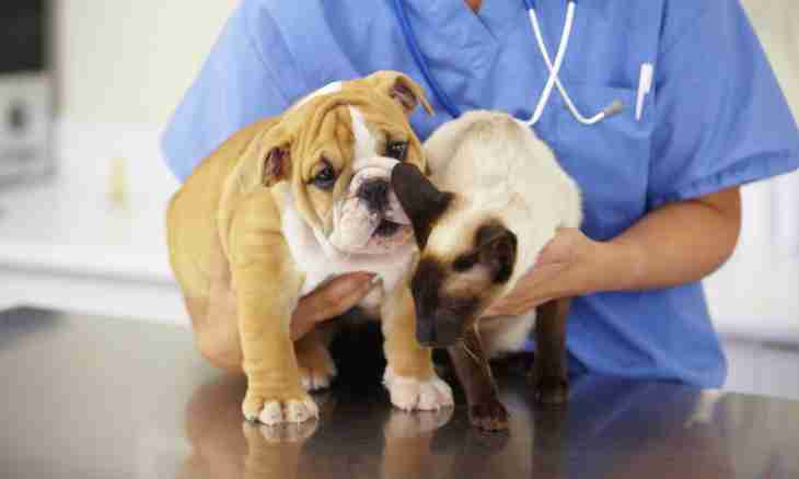 How to treat cystitis at a dog
