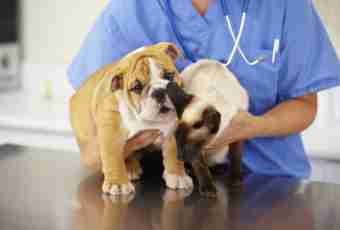 How to treat cystitis at a dog