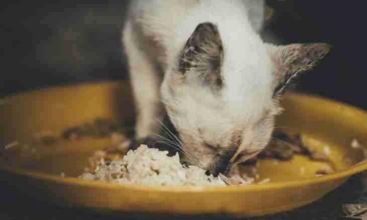 How to give to a cat vitamins