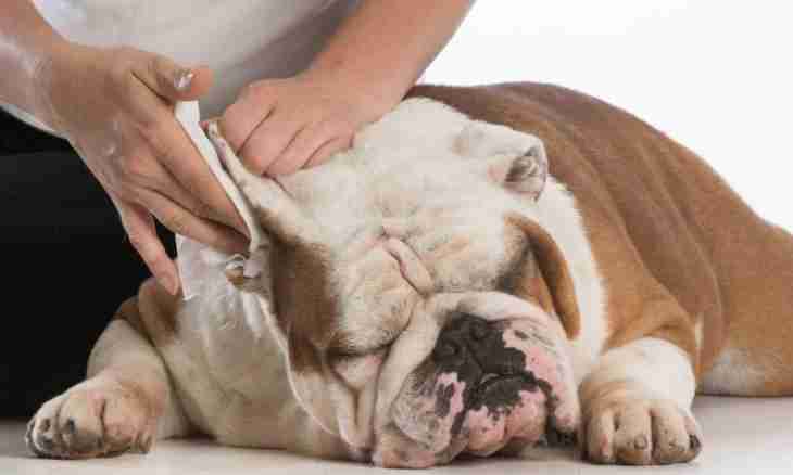 How to treat demodekoz at dogs