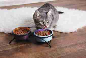 How to choose good dry cat food