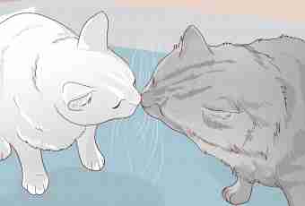 How to transfer a cat to a natural forage