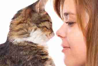 How to treat the inflamed lymph nodes at a cat