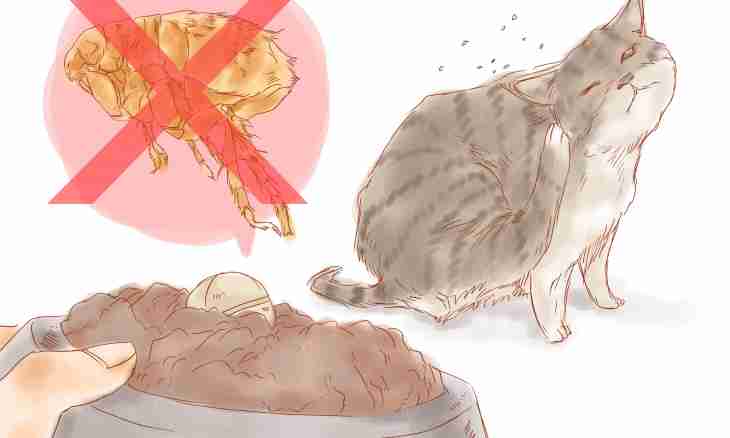How to struggle with fleas