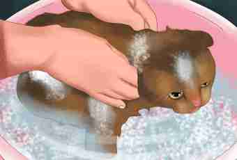 How to remove worms at a cat