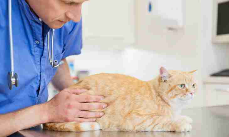 How to treat wounds at cats