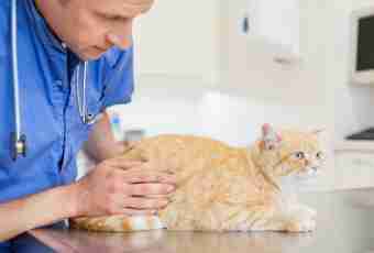 How to treat wounds at cats