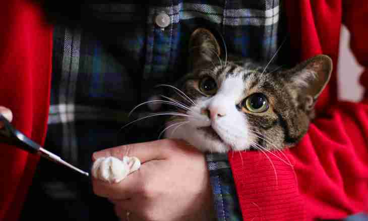 How to treat cutting deprive at cats
