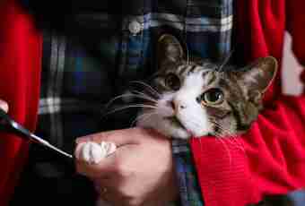 How to treat cutting deprive at cats