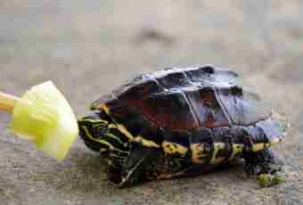 What turtles in house conditions eat