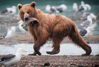 What the brown bear eats