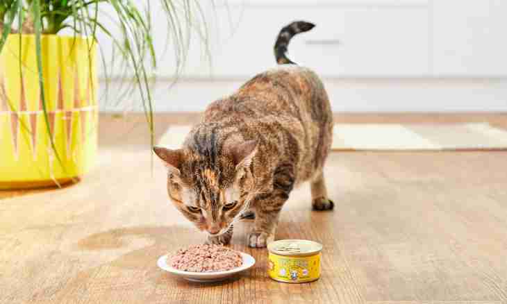 Whether it is possible for cats is human food
