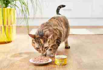 Whether it is possible for cats is human food