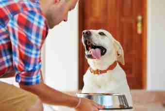 Dry feed for a dog: rules of the choice