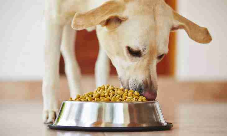 How to feed a dog with a natural forage