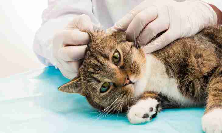 How to treat an ear tick at a cat