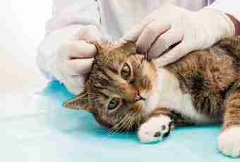 How to treat a hypodermic tick at a cat