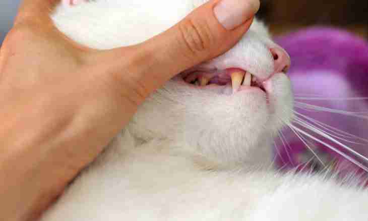How to treat stomatitis at a cat