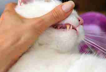 How to treat stomatitis at a cat