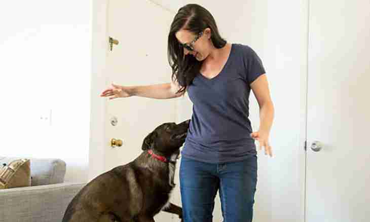 How to help a dog to get rid from depriving