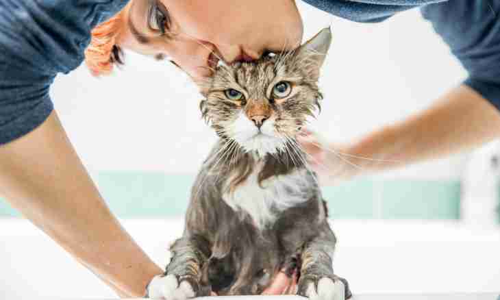 How to get rid of pincers at cats