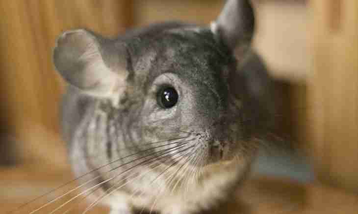 What to feed a chinchilla with