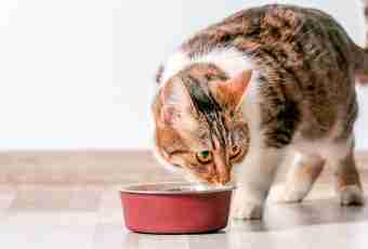 How to feed a cat with natural food