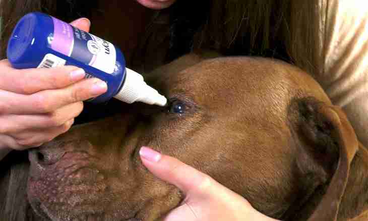 How to treat mastitis at dogs