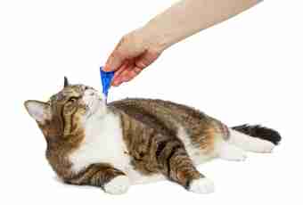 How to bring ticks at a cat