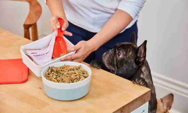 As it is necessary to feed a dog and than