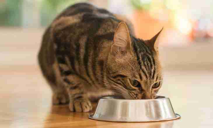 How to accustom a cat there is a dry feed