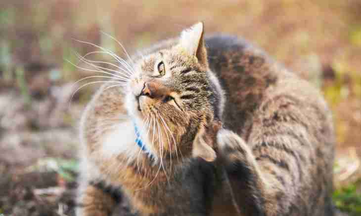 How to treat itch at a cat
