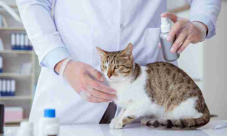 How to feed a cat at diabetes