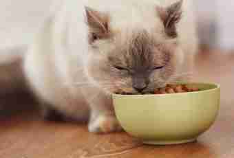 What to feed a cat with: recipes of cat's dishes