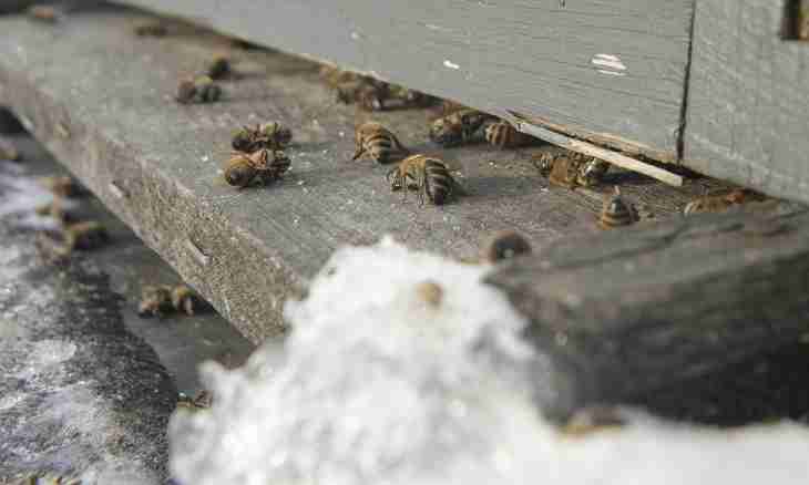 How to feed up bees in the winter