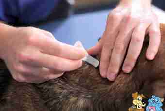 Hypodermic tick at a cat: how to help a pet