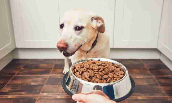 Cesar dog food: advantages and nuances of the choice