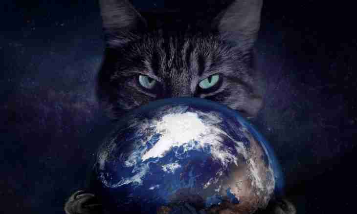 Why the cat eats the earth