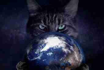 Why the cat eats the earth