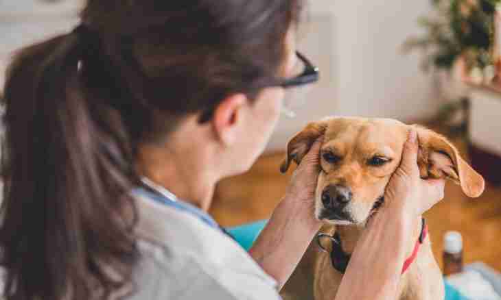 How to treat naggers at a dog medicamentally