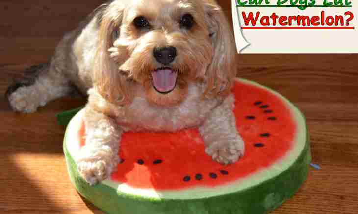Whether it is possible to give watermelon to dogs